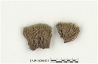 藏品(曲尾苔屬)的圖片